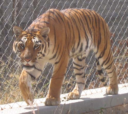 India_South_39